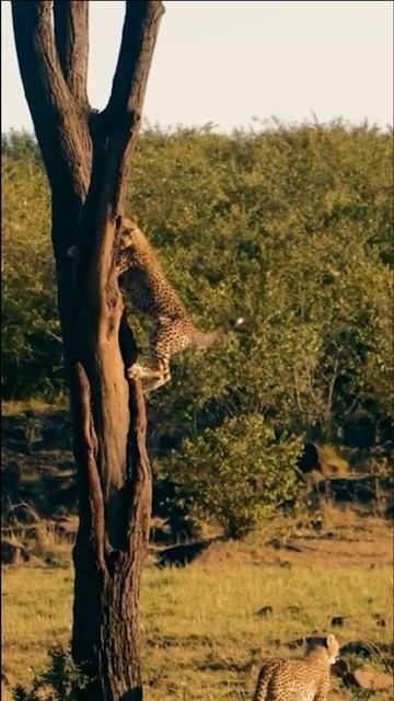 Cheetah on Tree #shortsfeed #shortsvideo #shorts #calm #relaxing #wildlife #nature #birds #animals смотреть онлайн