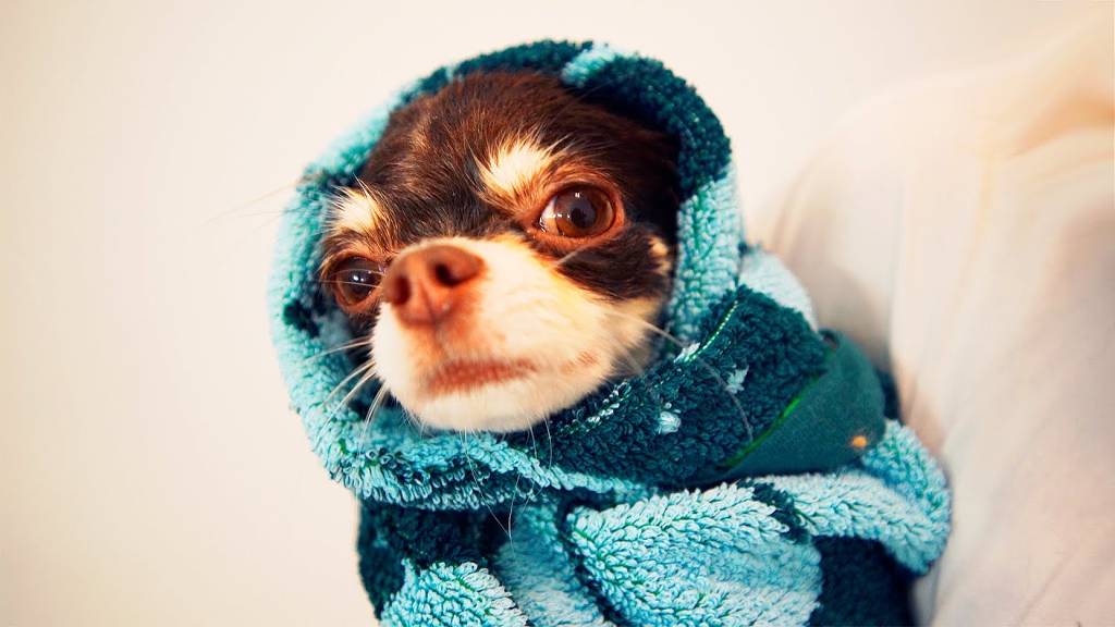 Мой День рождения глазами собаки блогера Юми Чу! смотреть онлайн