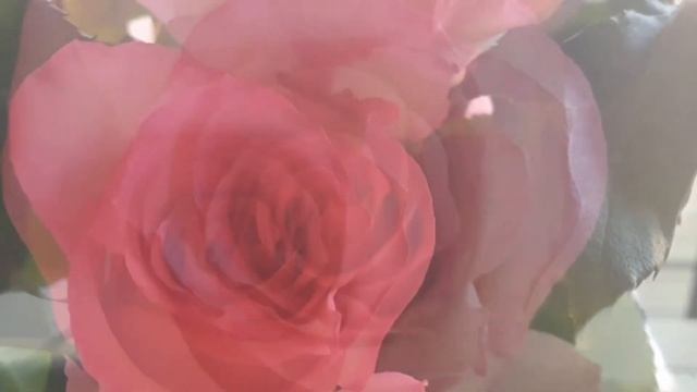 Pink Roses(Sweet Unique)