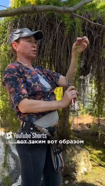 Как увеличить высоту плакучей лиственницы. смотреть онлайн