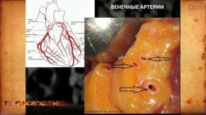 Алексей Решетун: Влияние курения табака на организм человека (18+)