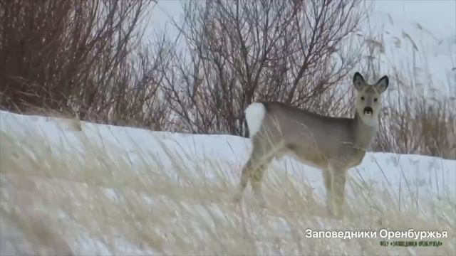 Милашки косули смотреть онлайн
