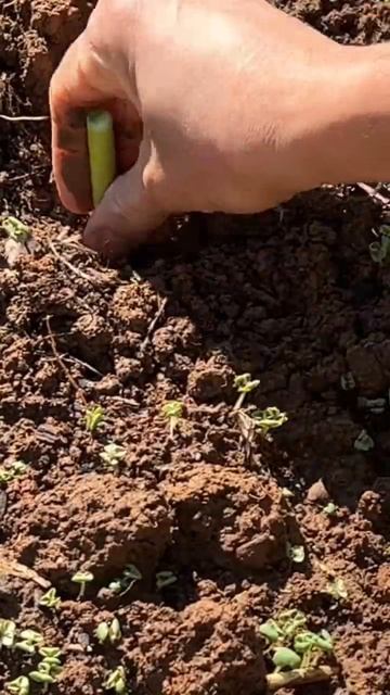Next time when you buy green onions do this. смотреть онлайн