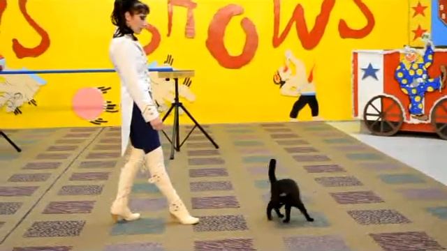 Alena & Anthony Amazing Cats.Trained house cats. смотреть онлайн