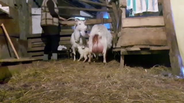Мои любимые козочки🐐🐐🐐🐐 У нас пополнение😍 смотреть онлайн