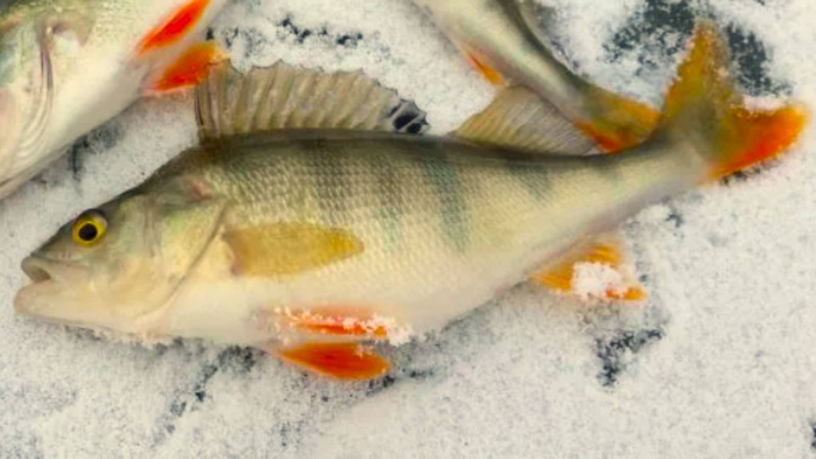 ПОПАЛ НА ЖОР ОКУНЯ ЗИМОЙ. ЛОВЛЯ ОКУНЯ НА МОРМЫШКУ. ЗИМНЯЯ РЫБАЛКА И ТОЛПА ЛЮДЕЙ НА ЛЬДУ. смотреть онлайн