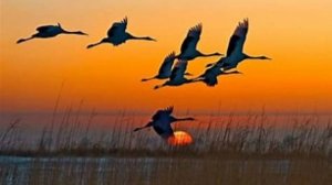 ЖУРАВЛИ        ПЕСНЯ ВЛАДИМИРА  ВИНОГРАДОВА  СТИХИ  Н. РУБЦОВА