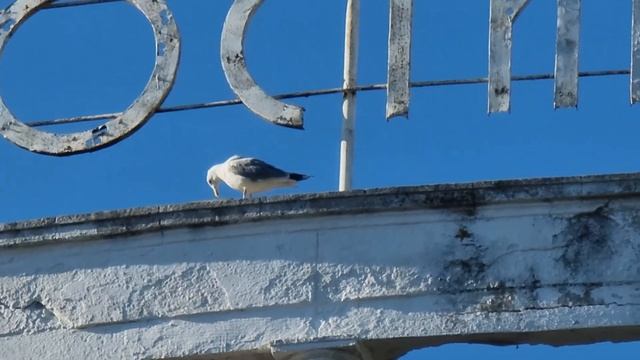 Чайка смотреть онлайн