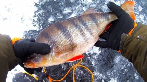 ЗИМНЯЯ РЫБАЛКА. ОКУНЬ НА БАЛАНСИР. КУЙБЫШЕВСКОЕ ВОДОХРАНИЛИЩЕ #FishingHolidays #окунь #зимняярыбалка