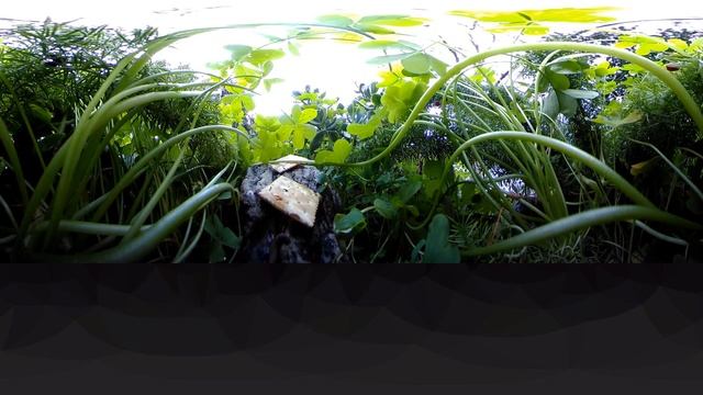 Cracker Feeding for the Slugs (360 timelapse) | Gooboberti 360 Timelapse Videos смотреть онлайн
