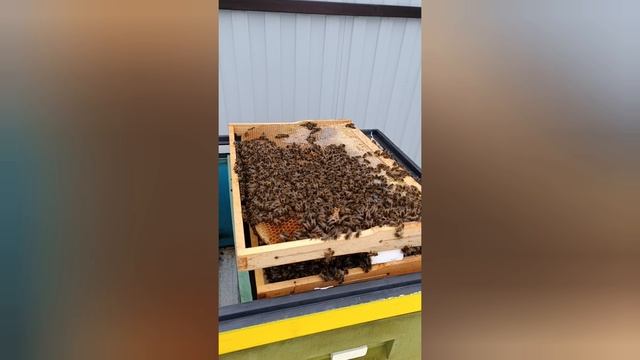 Зимовка пчел 08.02.25 подмосковье