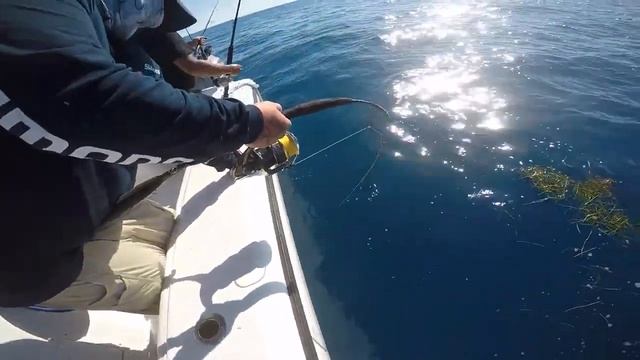 AMF Alpha Mike Foxtrot Jigging rod смотреть онлайн