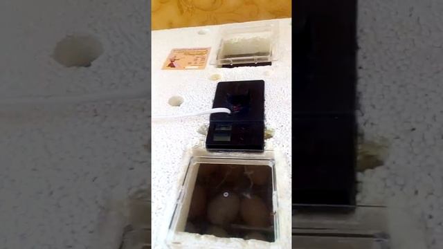 Первый вывод на Блиц норме смотреть онлайн