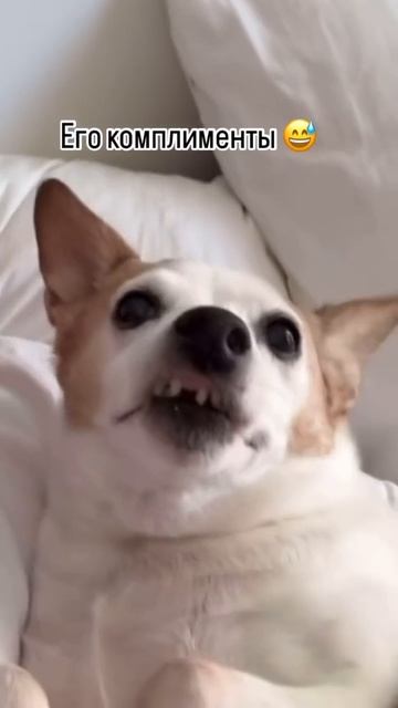 Комплиментарное