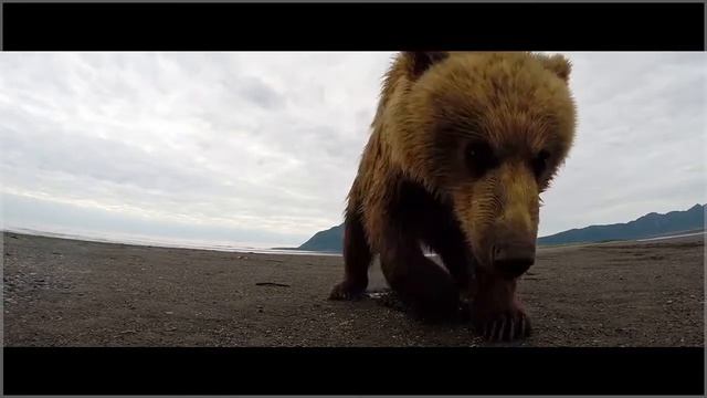 Мишка не любит, когда его снимают смотреть онлайн