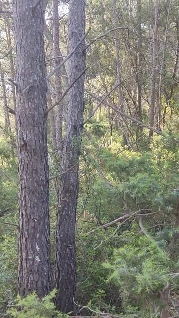 jagd au parc a sanglier смотреть онлайн