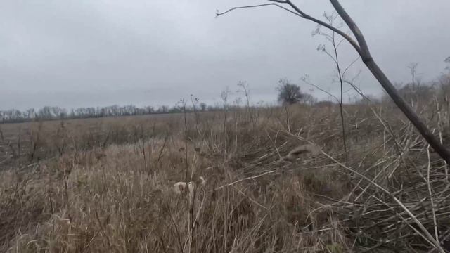 охота на фазана ,зайца только выстрелы смотреть онлайн
