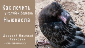 Лечение болезни Ньюкасла у голубей