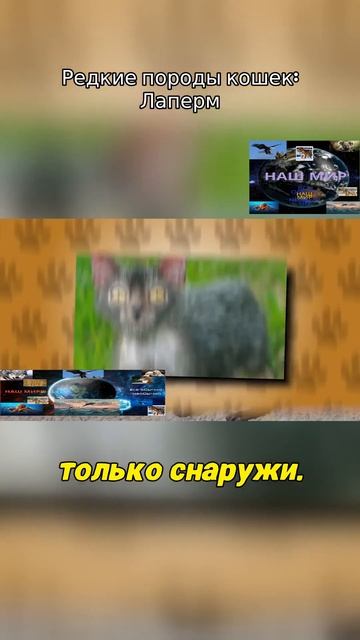 Порода кошек Ламперн#shorts смотреть онлайн