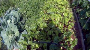 15 08 2018г подкормка удобрением борофоска