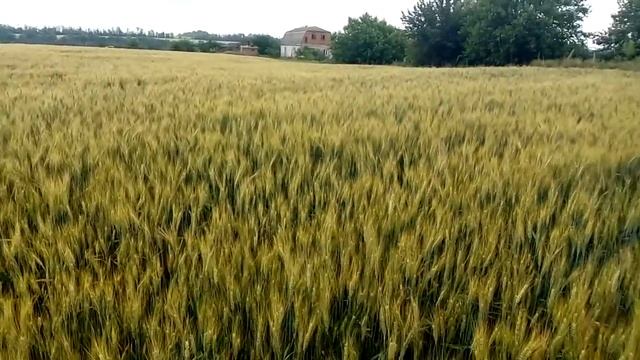 пшеница смотреть онлайн