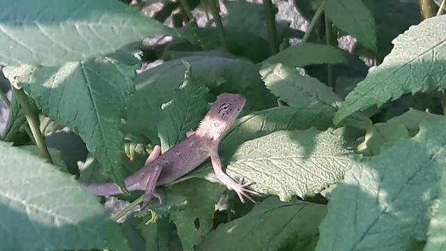 Chameleon (Girgit ) смотреть онлайн