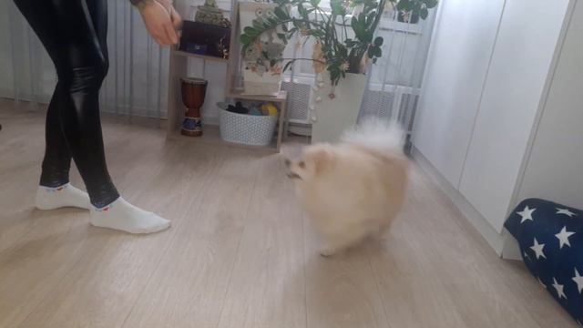 Весёлый шпиц Мажор смотреть онлайн