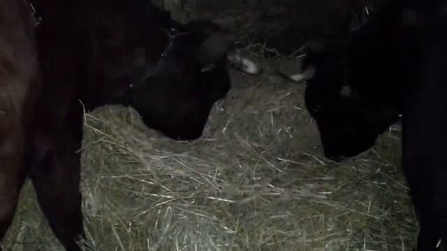 Зажрались смотреть онлайн