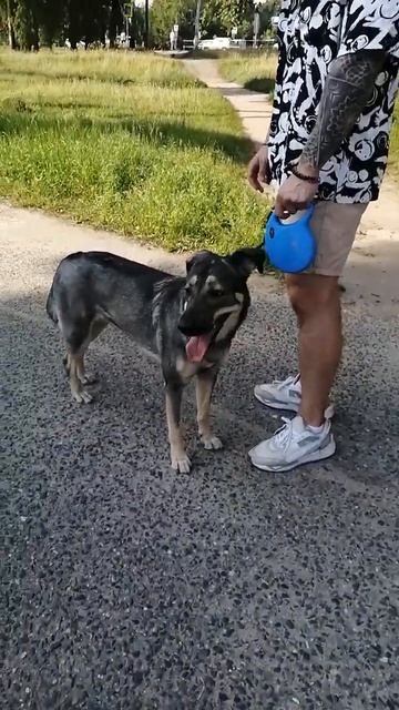 Домашняя дворняжка на прогулке с хозяином #собака #dog смотреть онлайн