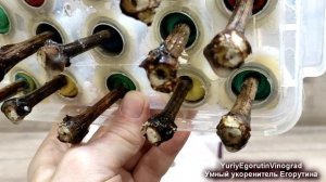 "Умный" укоренитель Егорутина