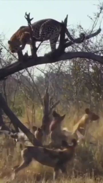 #shorts ** Wild Dog vs Leopard 🎃🎃🎃 Cute Animals in the World 🙃🙃🙃 смотреть онлайн