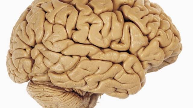 Сазонов С.В. Лекция по гистологии №9. Органы центральной нервной системы