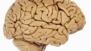 Сазонов С.В. Лекция по гистологии №9. Органы центральной нервной системы