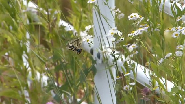 Old World Swallowtail Nectaring from Daisy Fleabane キアゲハがヒメジョオンを訪花吸蜜 смотреть онлайн