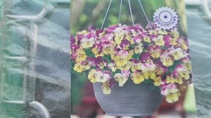 НОВИНКА. Сажаем самый красивый ампельный цветок. Вдвое больше цвета! Неприхотлив.