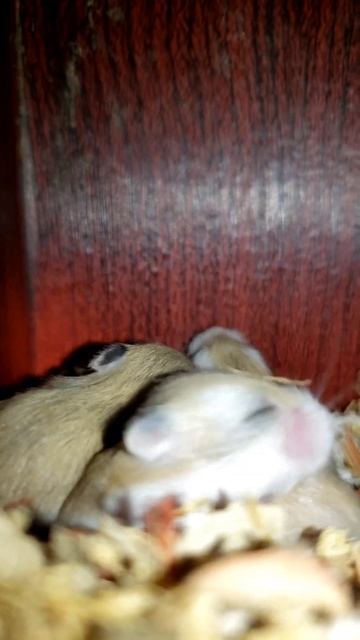 Day 12 dwarf hamster babies (roborovsky) смотреть онлайн