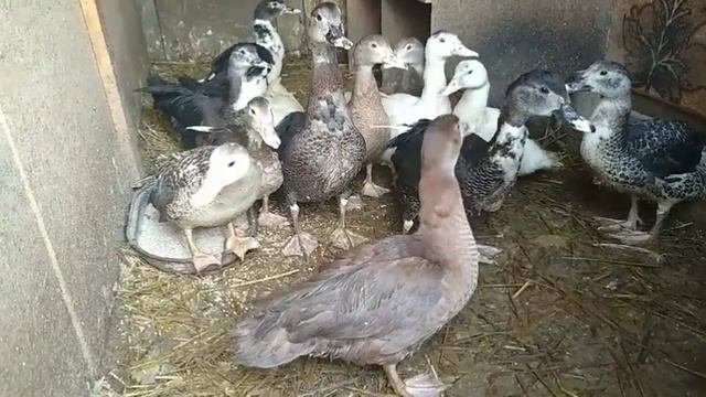 НЕ УТКИ , А СВИНЬИ))) смотреть онлайн