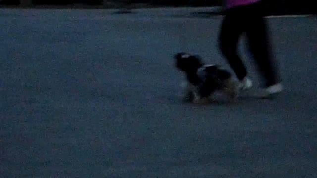 Чаминг Принсес Игри'c Лайн (Рыбка) смотреть онлайн