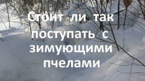 Стоит ли так поступать с зимующими пчелами
