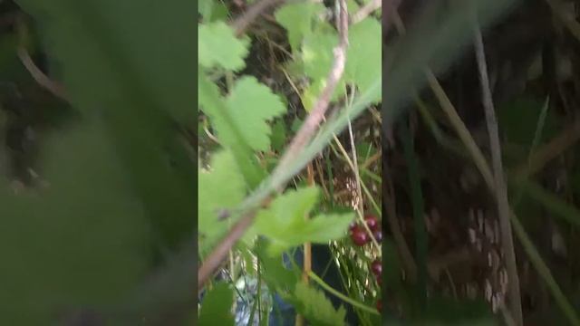 собиряю ягоды Сиро крыжовник дикая земляника(2) смотреть онлайн