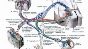 Сазонов С.В. Лекция по гистологии №10. Органы периферической нервной системы