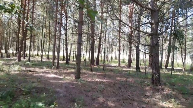 Восстановление дикой пчелы смотреть онлайн