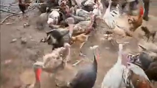 Rockson Entertainment-Muar Tourism Video(Side A) смотреть онлайн