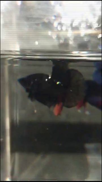 #DELTA TAIL BETTA #HALFMOON #COMBTAIL BETTA #ROUND TAIL BETTA #PLAKAT BETTA #DOUBLE TAIL BETTA #694 смотреть онлайн