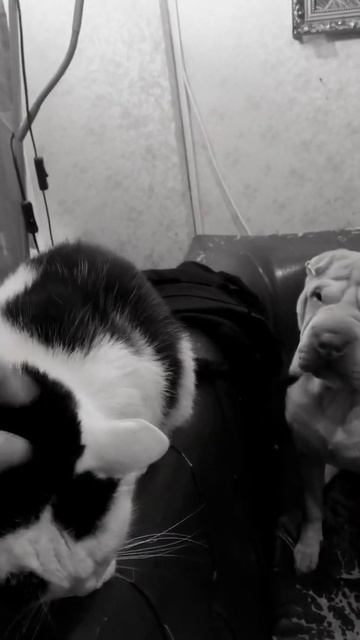 #🤣 #шарпей #вкусняшка#доча#наша #🤣 #нападениенакота смотреть онлайн