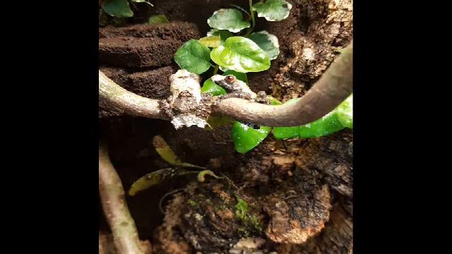 Theloderma asperum call - clear sound смотреть онлайн