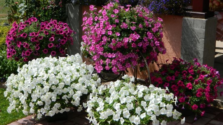 Петуньи!!!! Провожу эксперимент. Сею семена при помощи снега!!!! смотреть онлайн