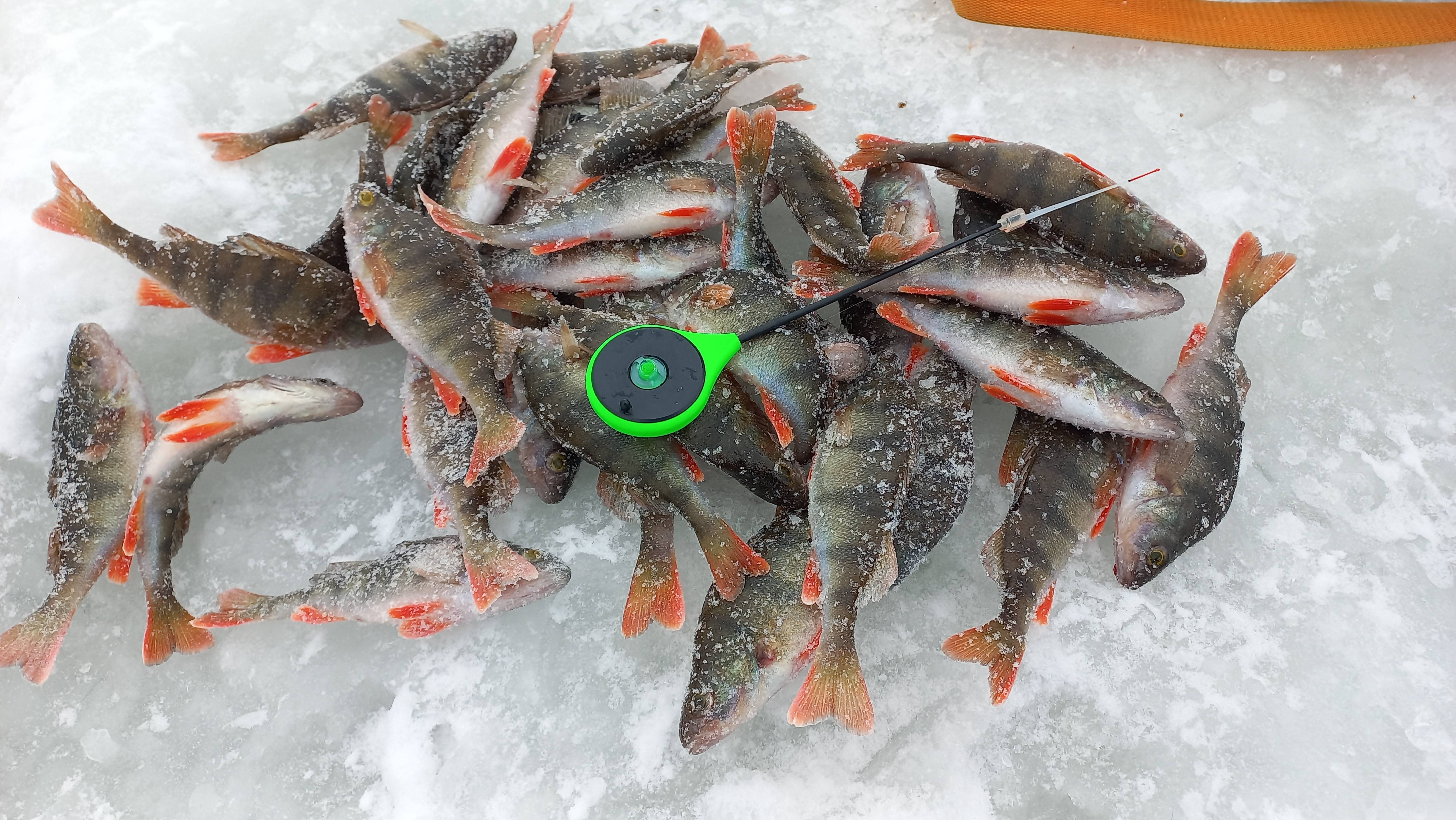 Рыбалка правее Зеленого забора. Короткая, но веселая.