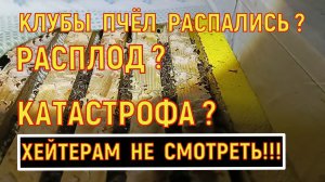 Клубы пчёл распались! Катастрофа! Причины и последствия.