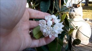 A Visit with Hoya thomsonii